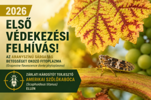 Kép